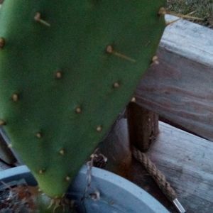 Green catcus pieces plant